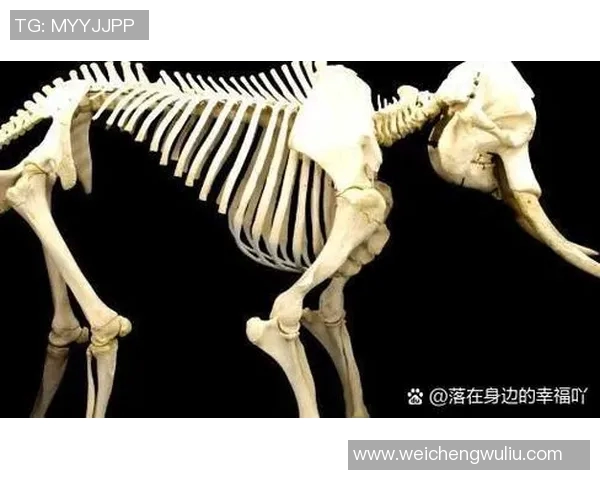 乌栖沙岩与大阪的文化碰撞与历史交融探讨